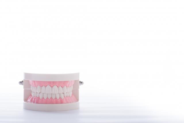 tooth-model.jpg