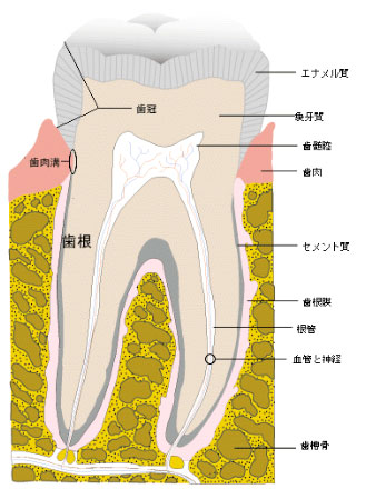 歯の失活